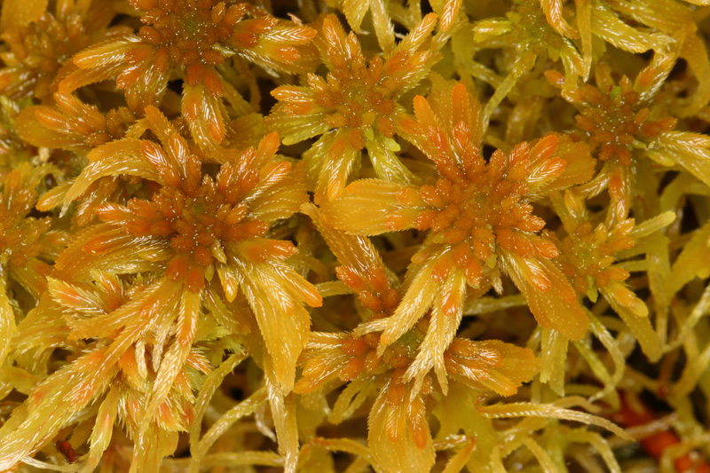 Sphagnum fallax